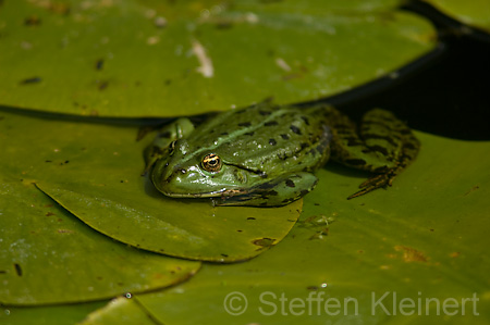 Teichfrosch (Rana kl. esculenta)  - 15